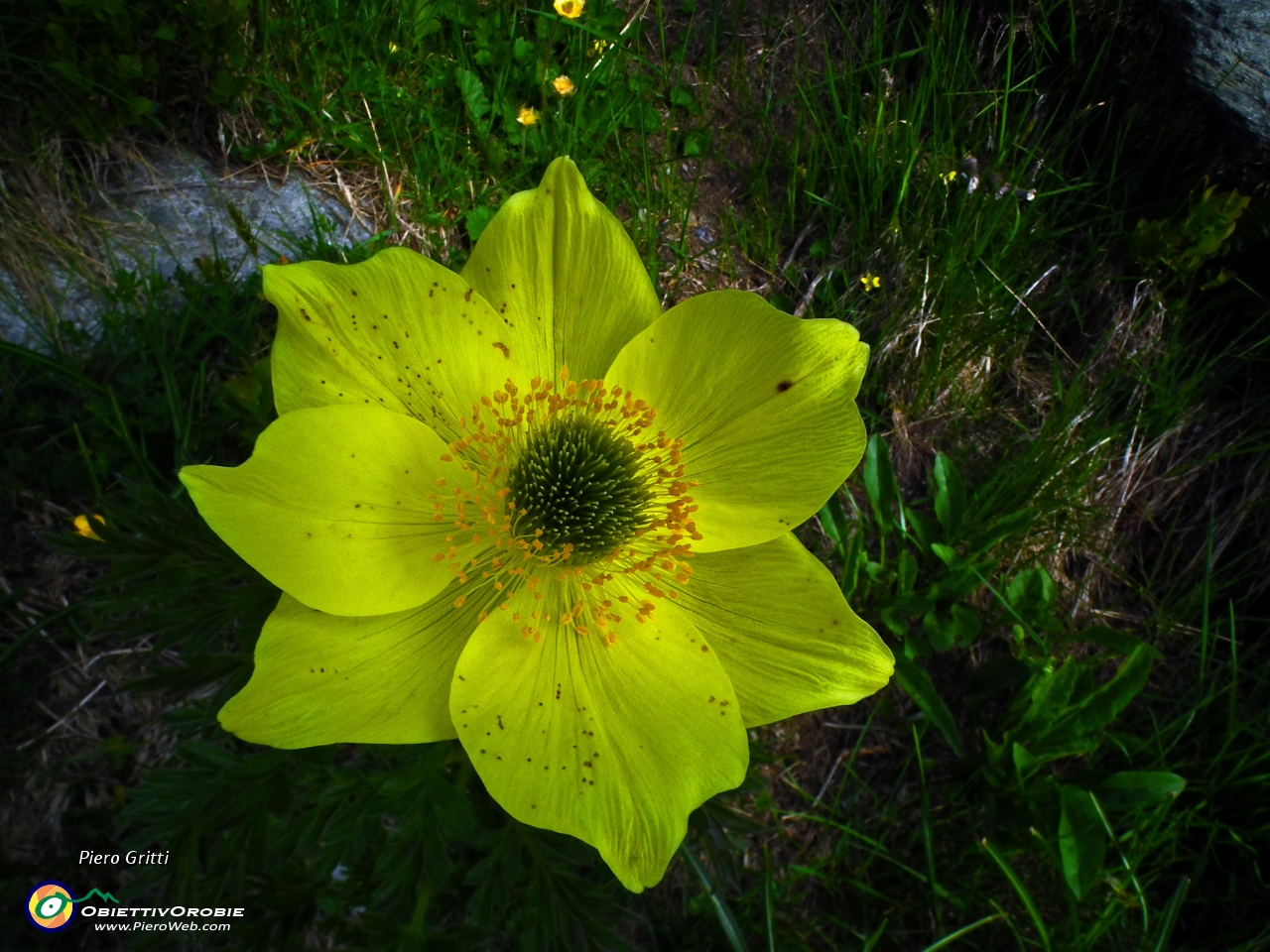 17 pulsatilla sulfurea.JPG